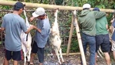 Qurban di Cimenteng